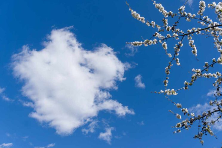 Weisse Apfelblüten vor wolkenbetupften blauen Himmel.